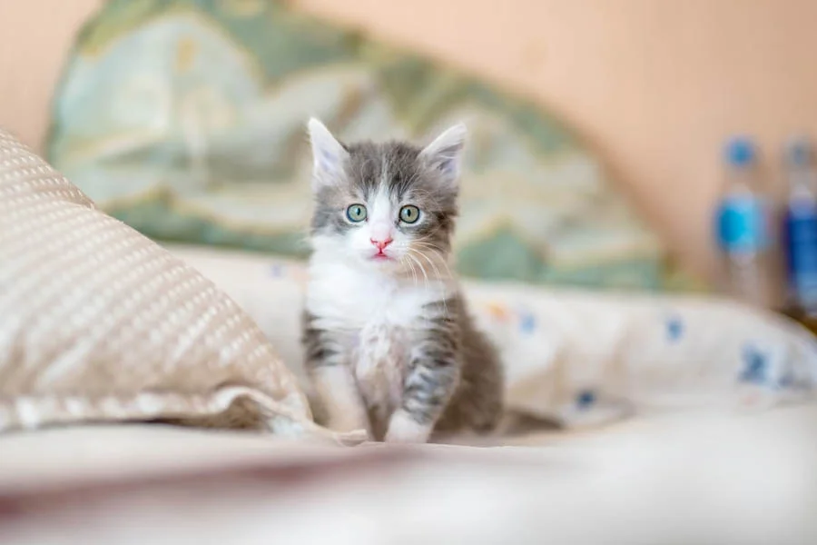 Portable Cat Play Tunnel