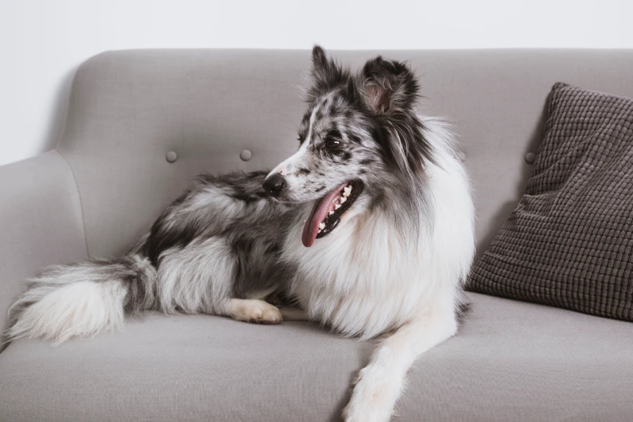 Pet Coat Grooming and Deshedding Glove