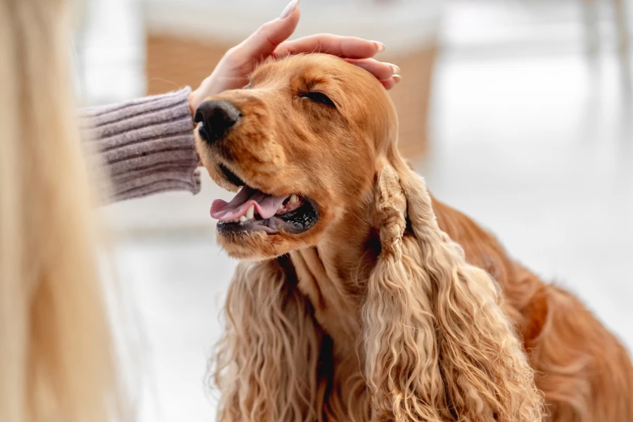 Pet Fur Remover Glove